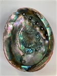 Abalone Shell
