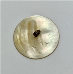 18th Century Shell