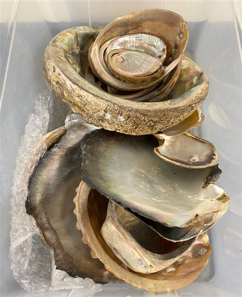 Abalone