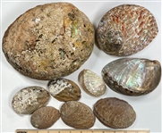Abalone
