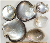Abalone