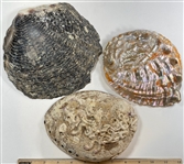 Abalone
