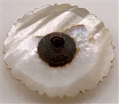 18th Century Shell Button