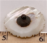 18th Century Shell Button