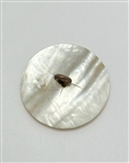 18th Century Pin Shank Shell 