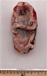 Hranovska Button