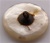 18th Century Shell