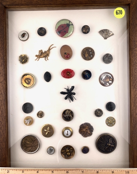 Insects