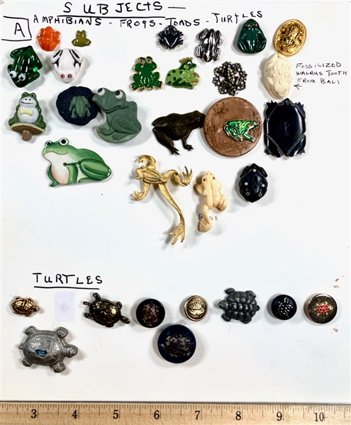 Frogs & Turtles