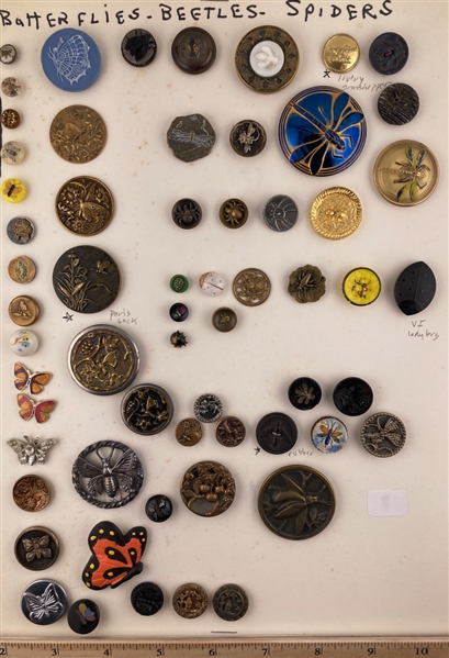 Insects